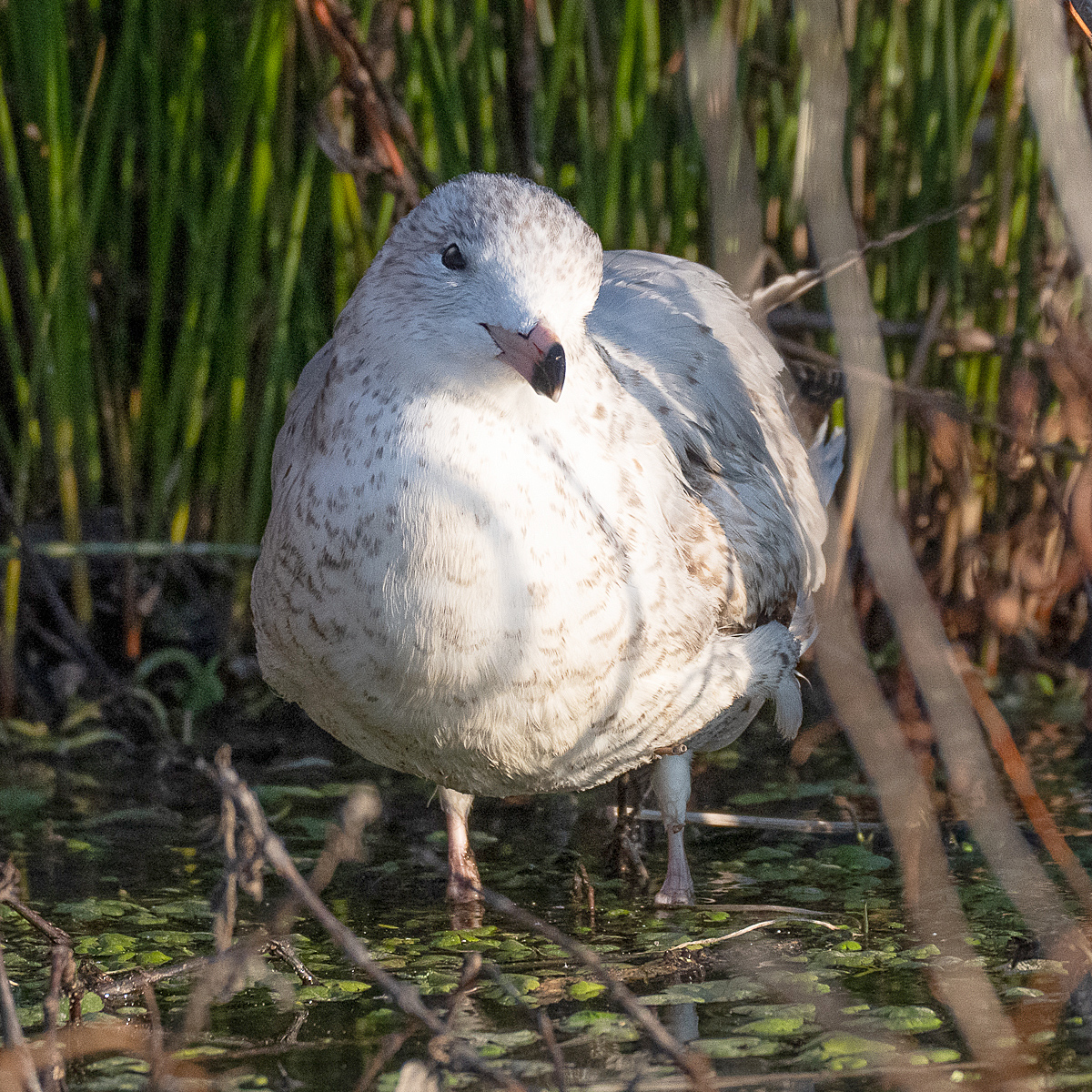 In the Reeds
