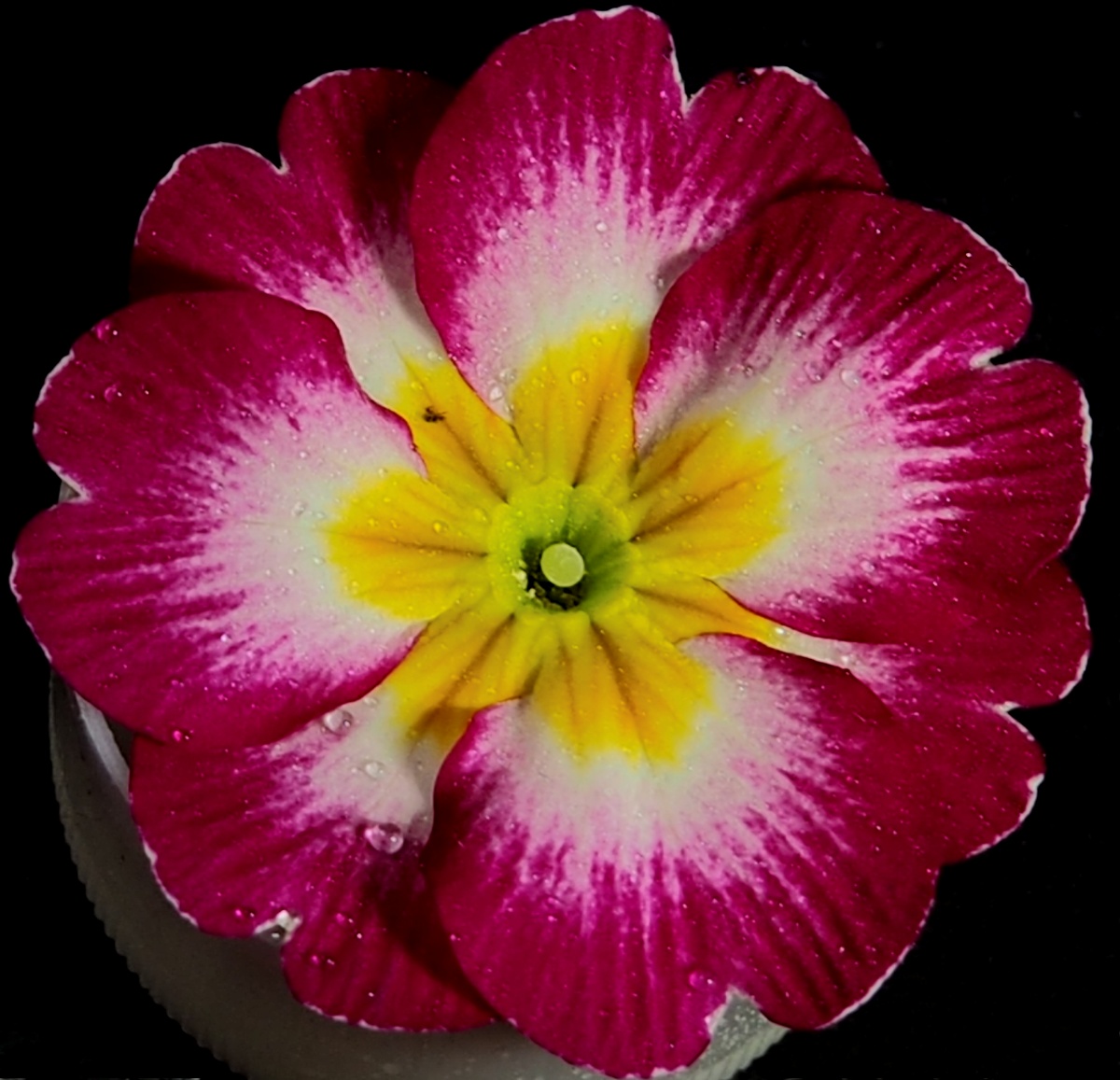Flower in Square Crop