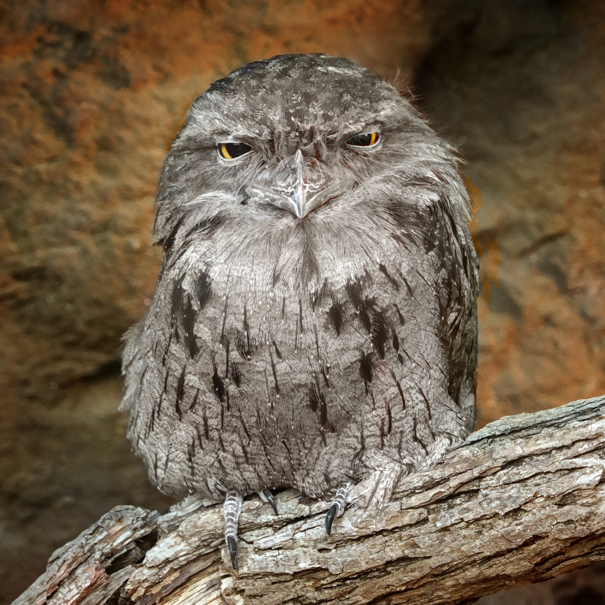 Tawny Frogmouth Portrait
