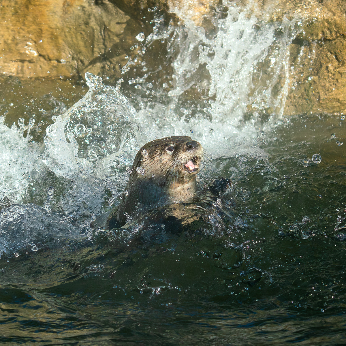 River Otter Playtime