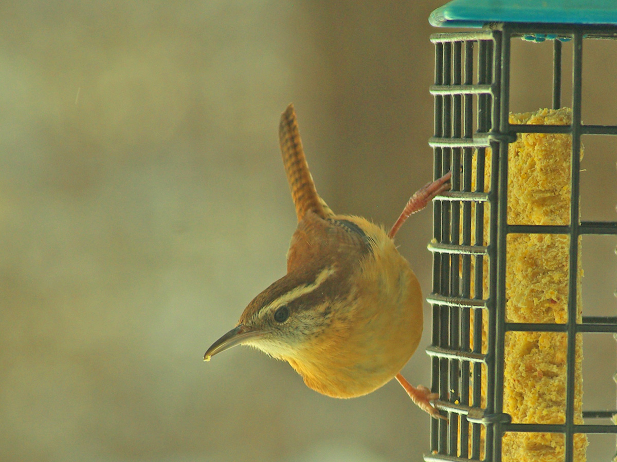 House Wren