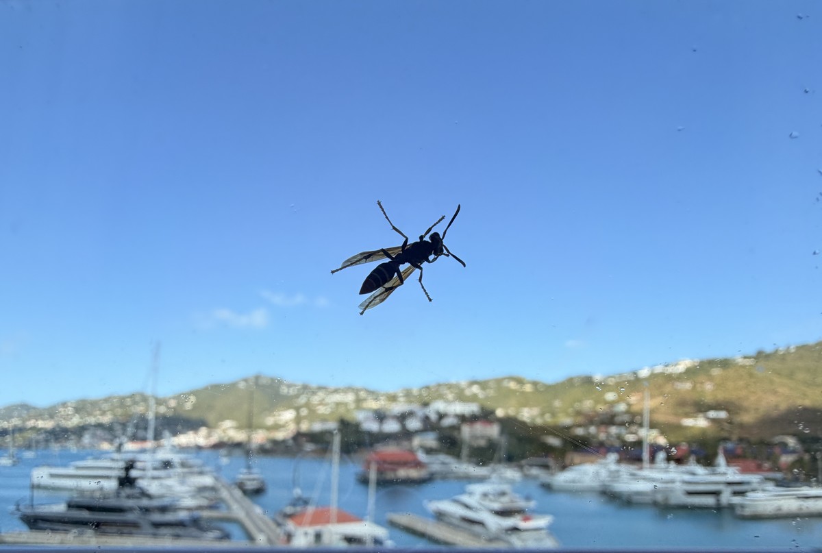 Harbor Bug