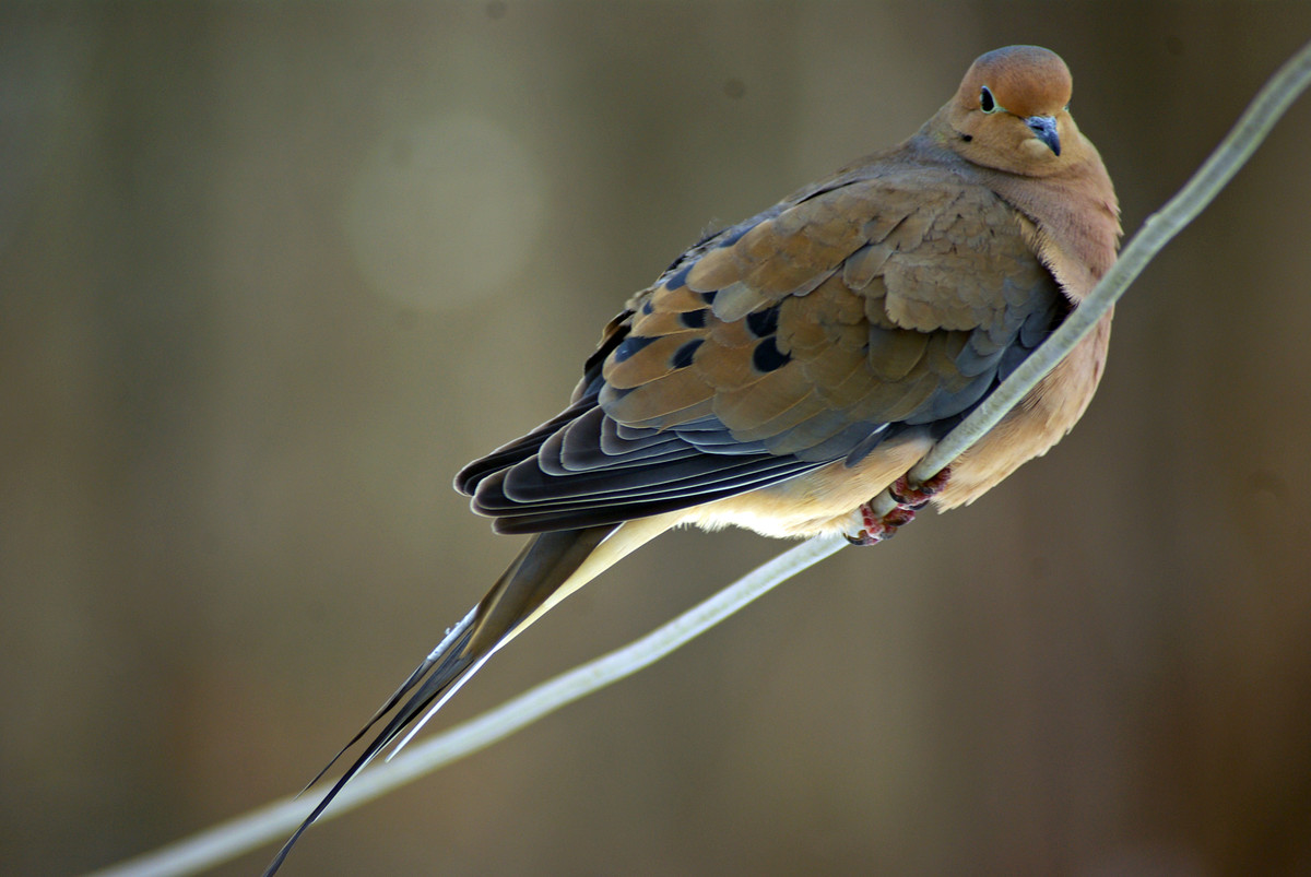 Morning Dove
