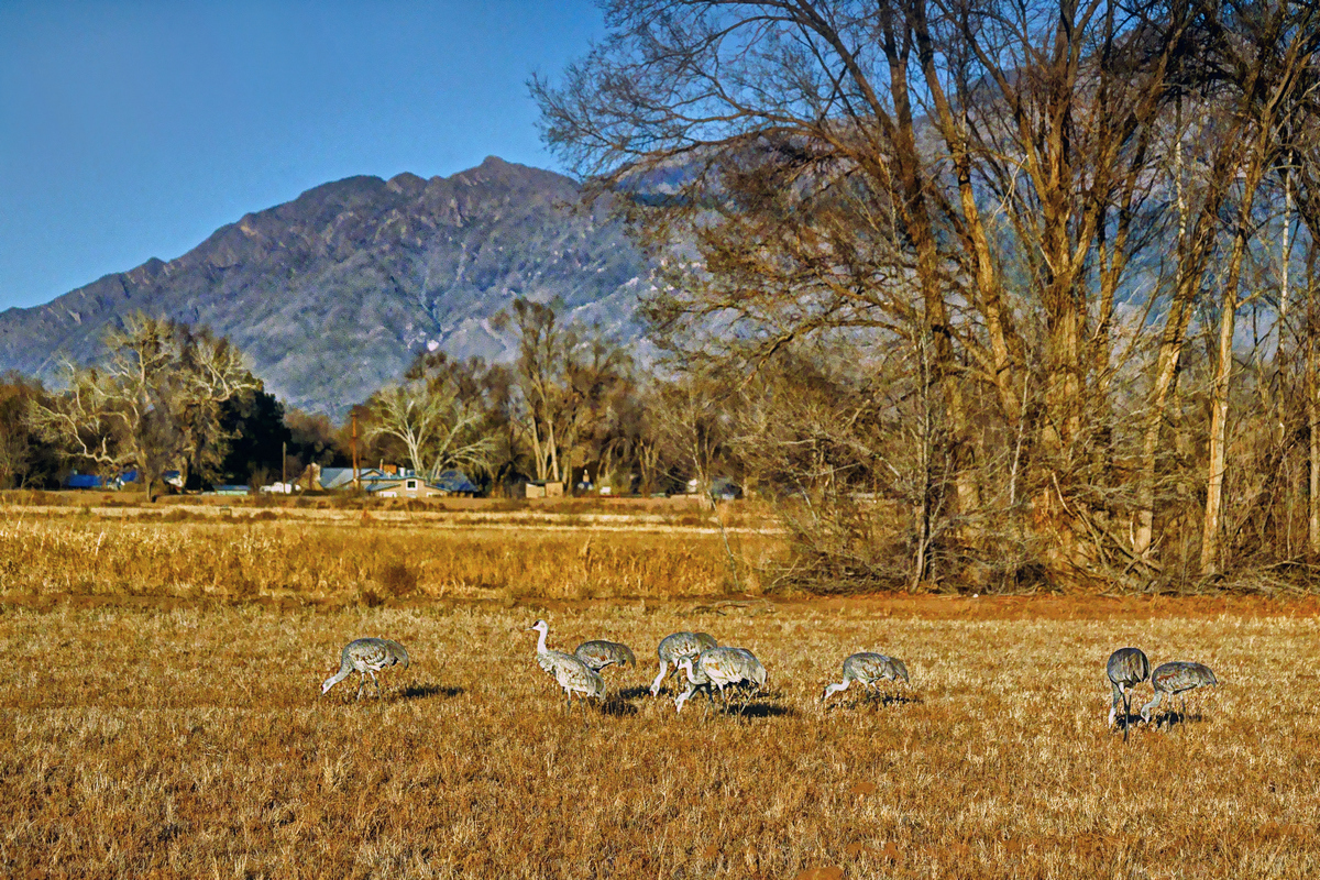 Sandhill Cranes in the Valley