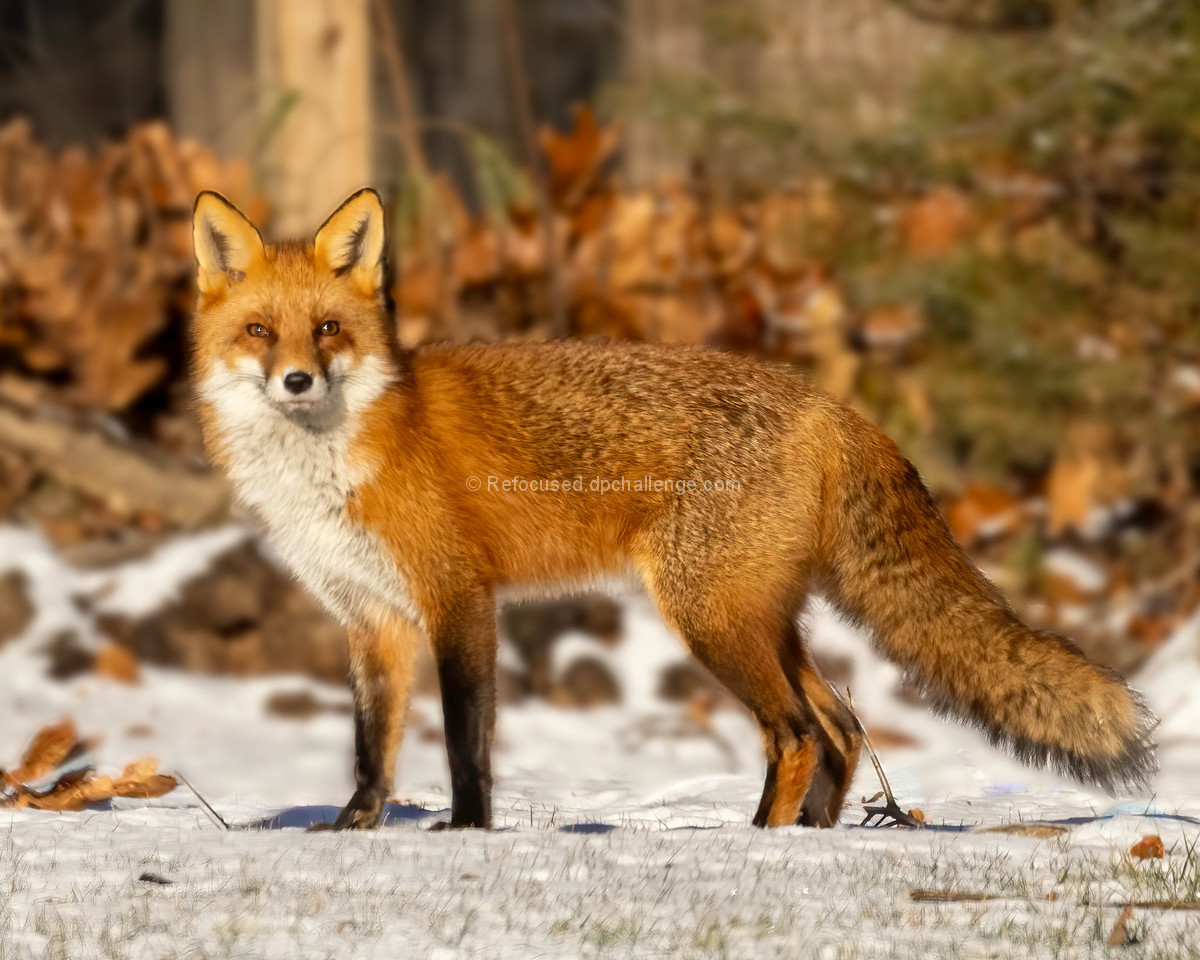 A Red Fox