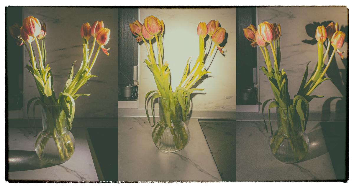 tulips on a kitchen counter