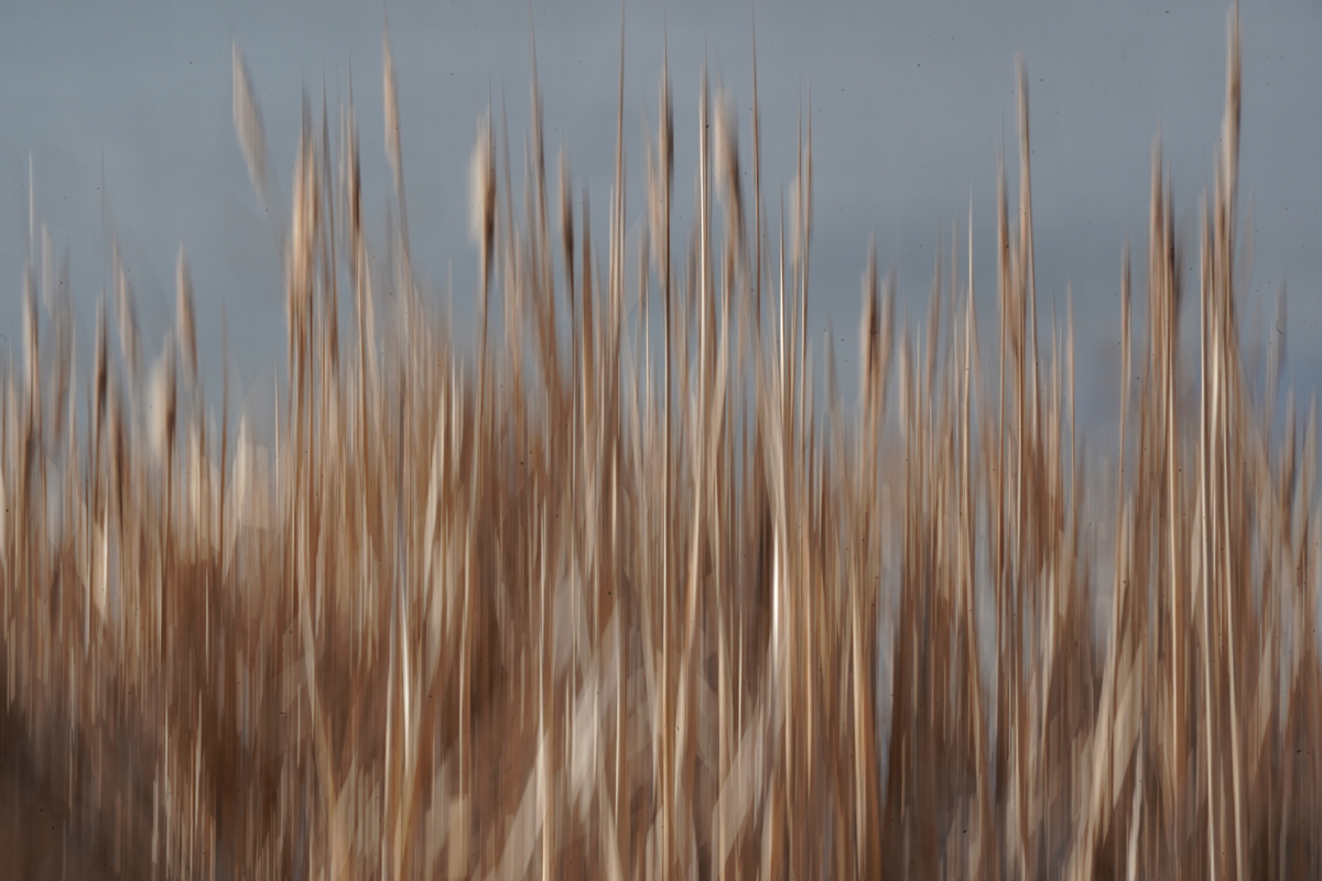 Winter Cattail Abstract