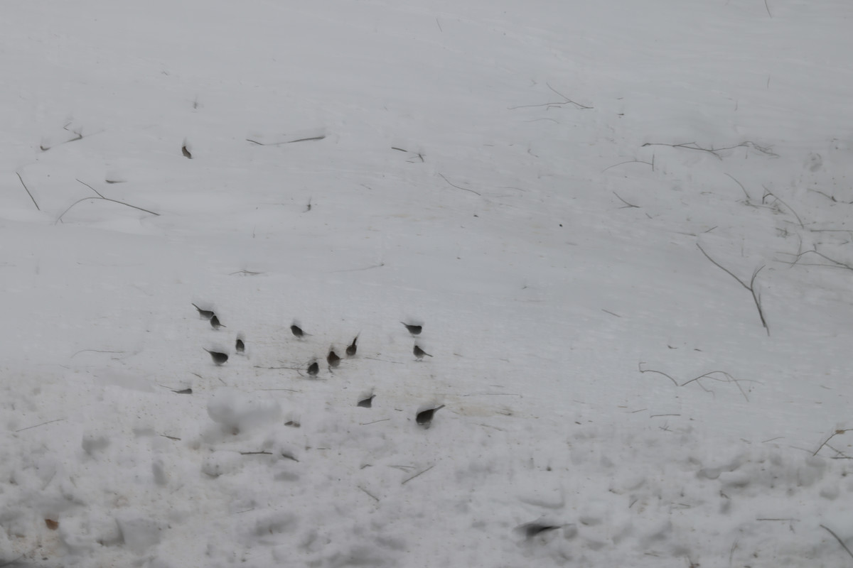 Snow Birds