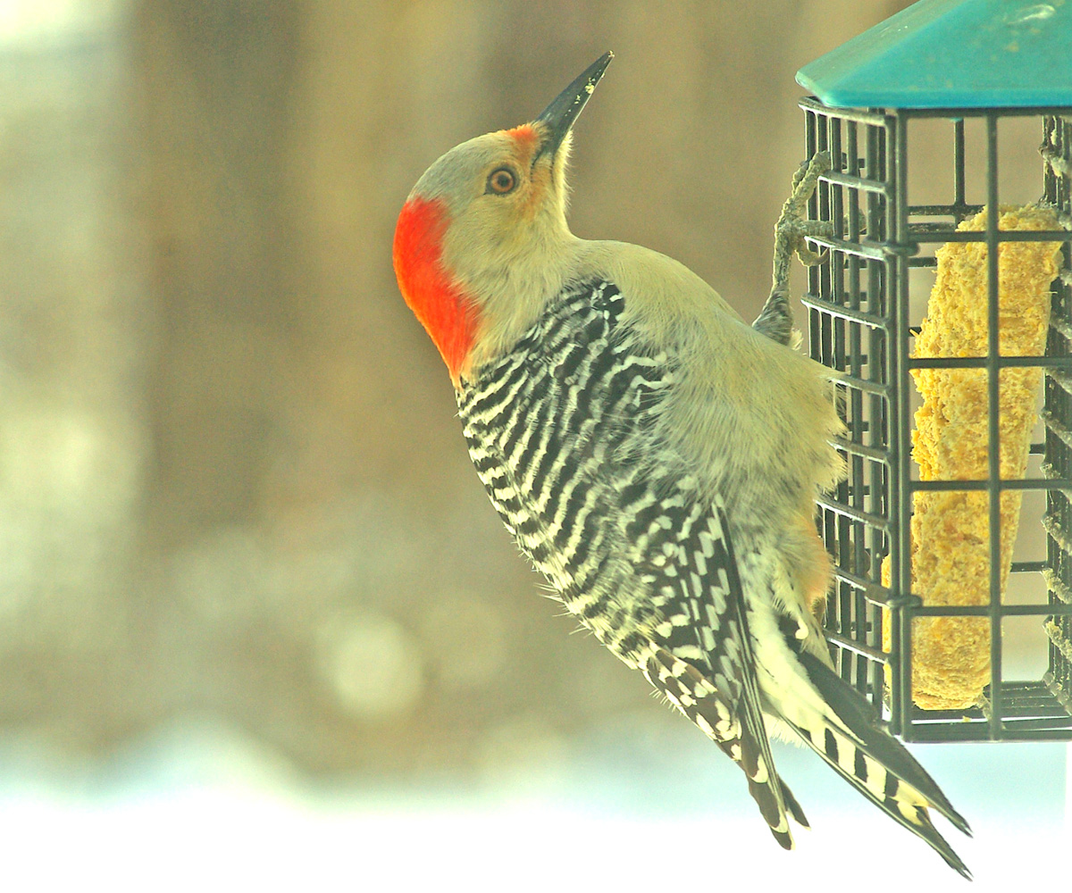 RBW - Red Bellied Woodpecker