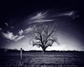 Giant Oak, Winter Moonlight