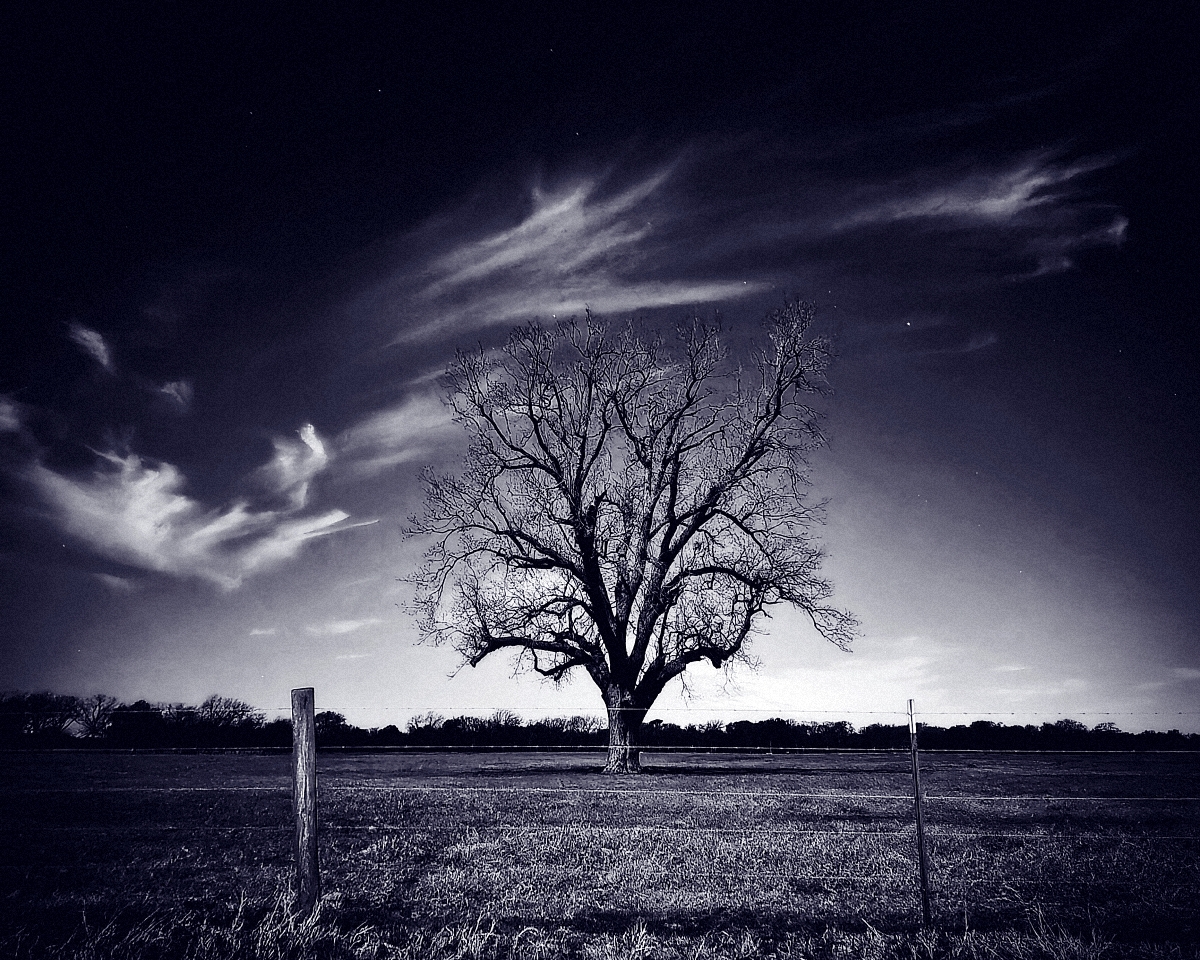 Giant Oak, Winter Moonlight