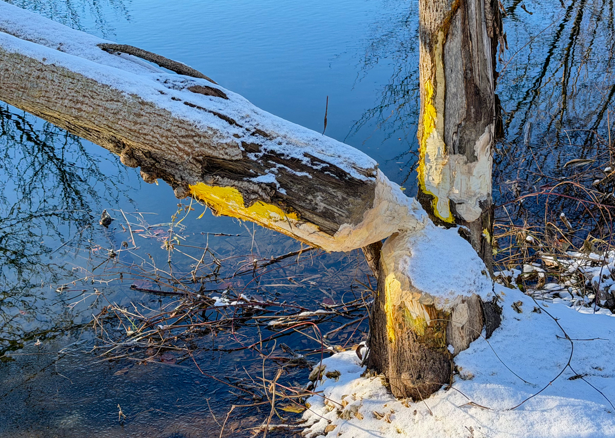 Mr. Beaver did a great job