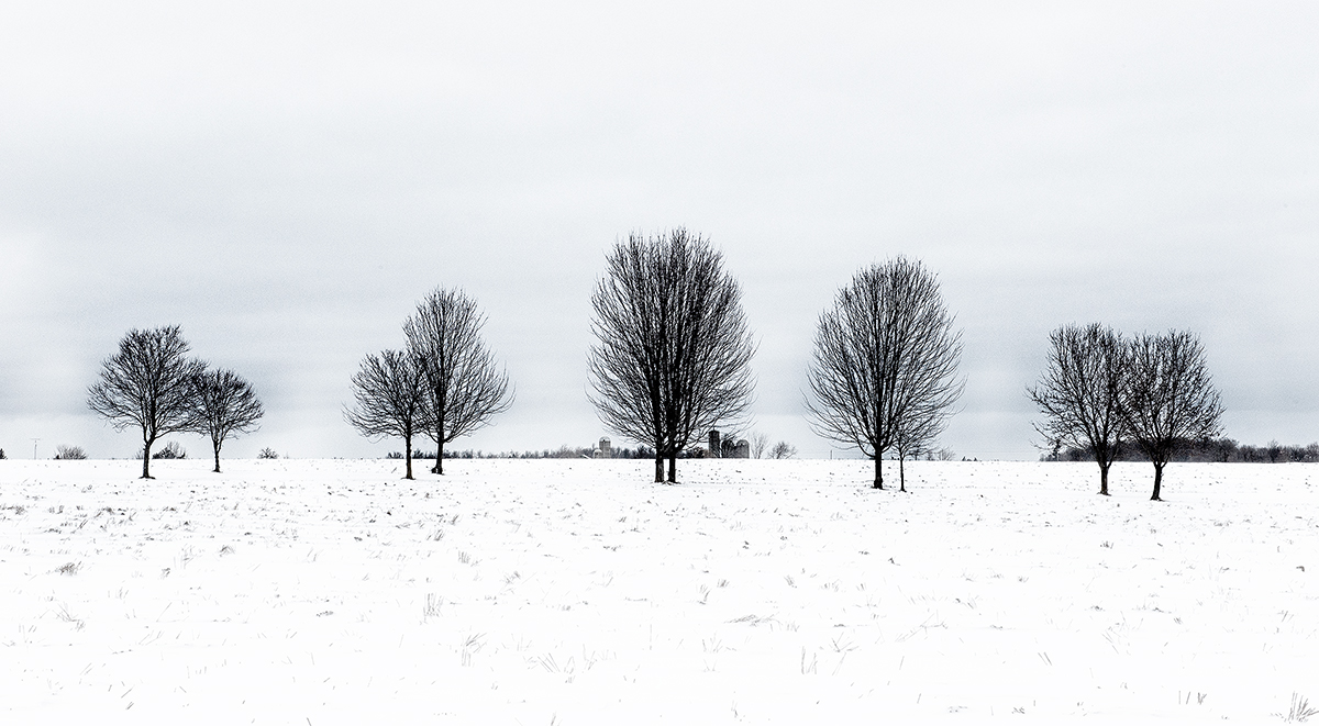 A Family of Trees Wanting to Be Haunted