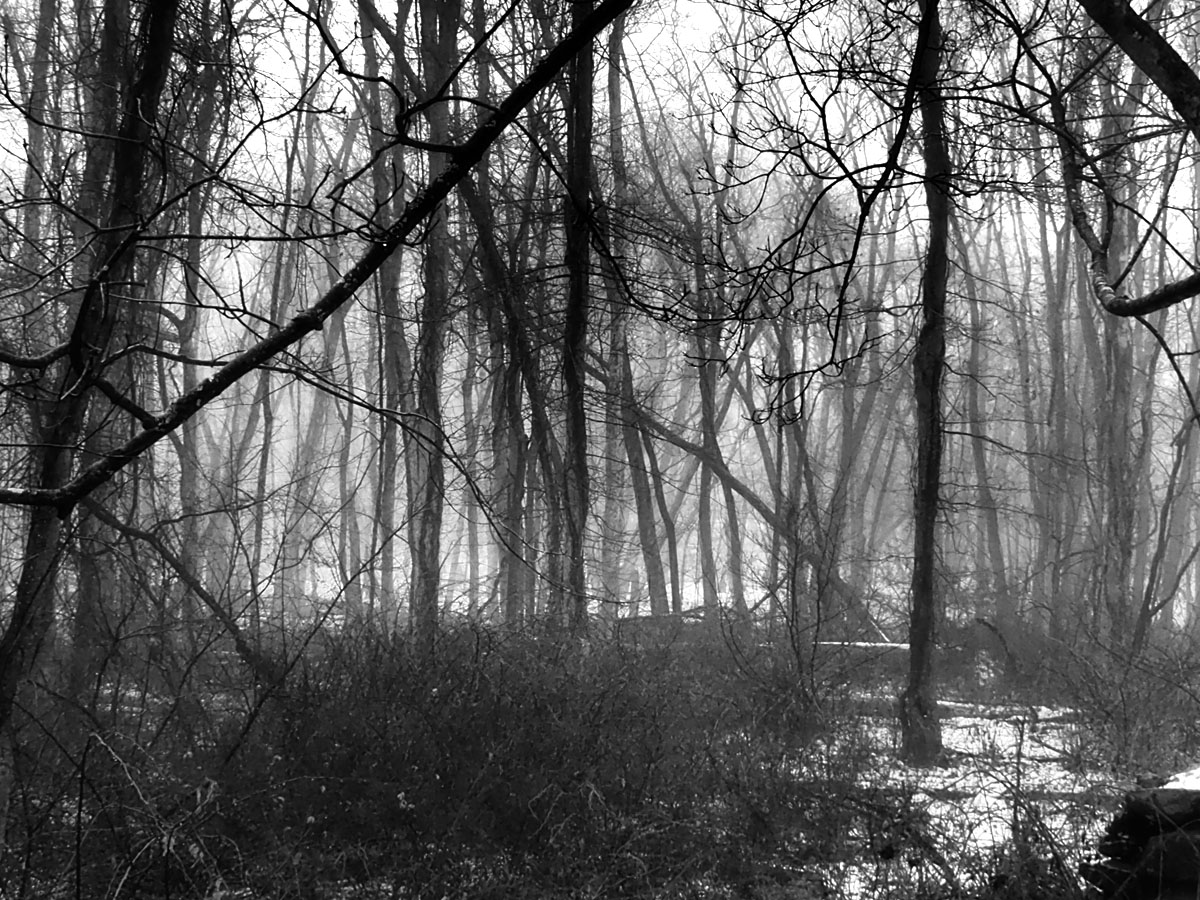 Trees, fog, and snow