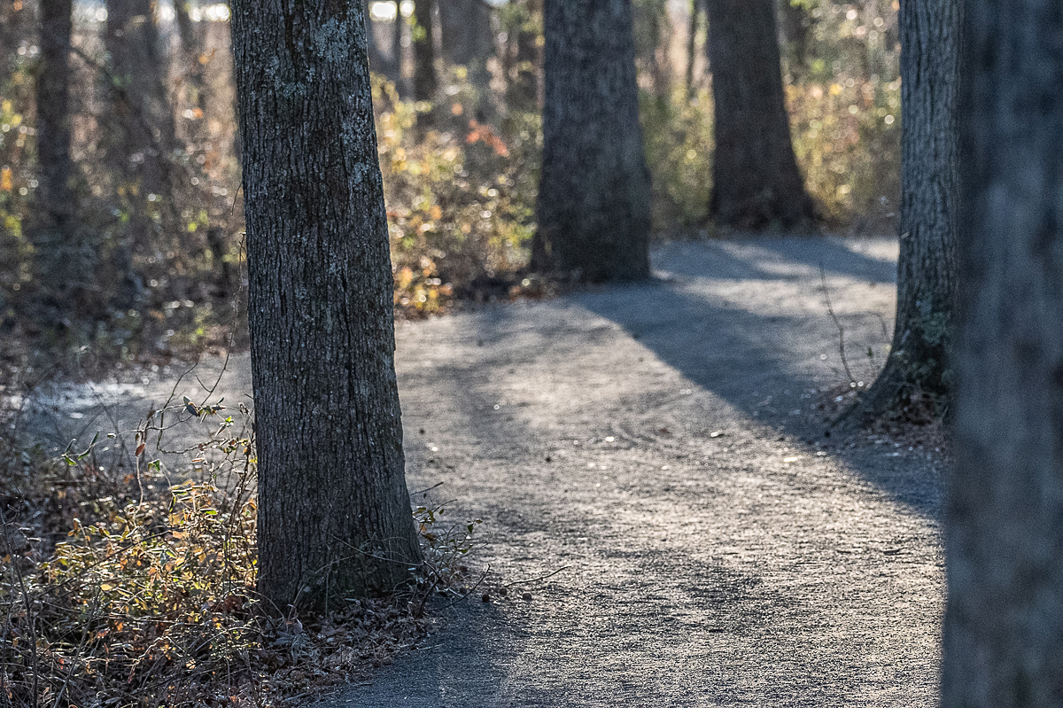 Lining the Path