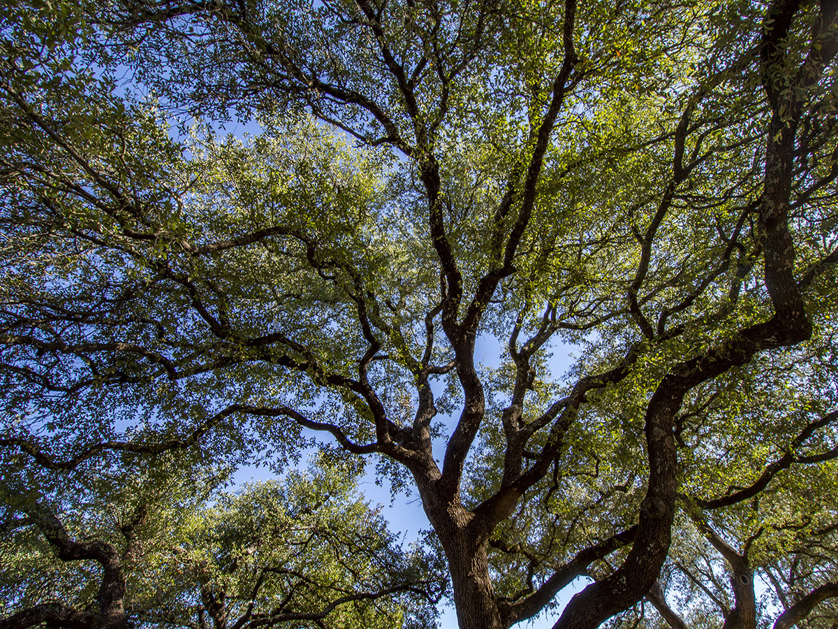 a cloud of live oak