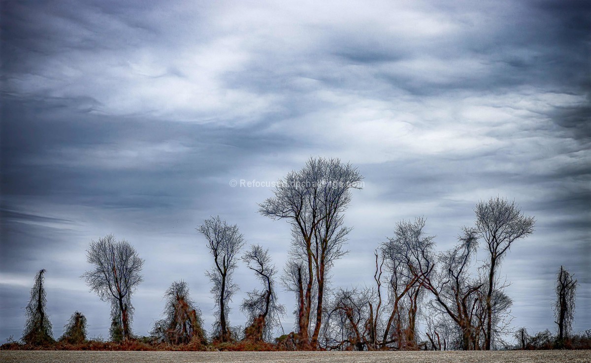 Trees