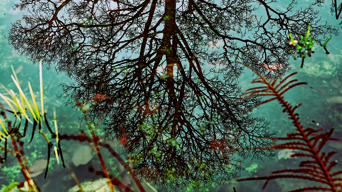 treeflection
