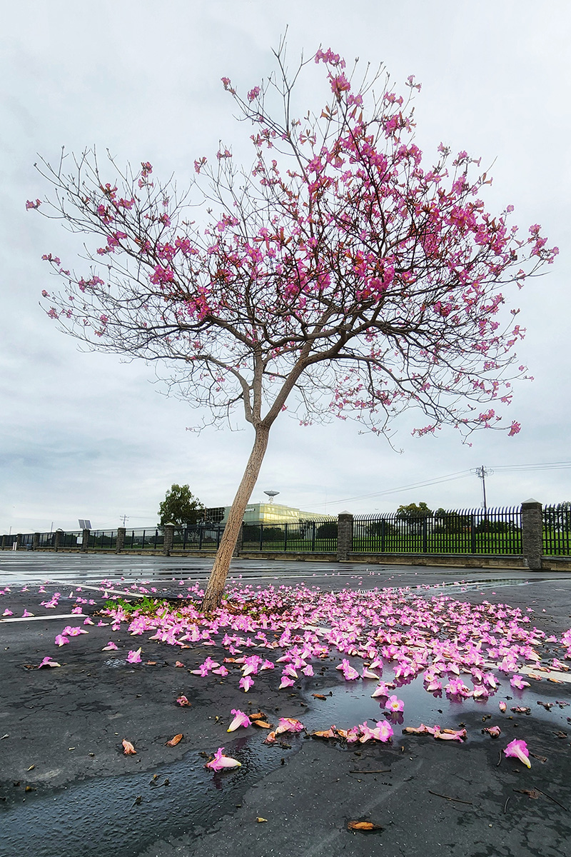 Parking Lot Tree