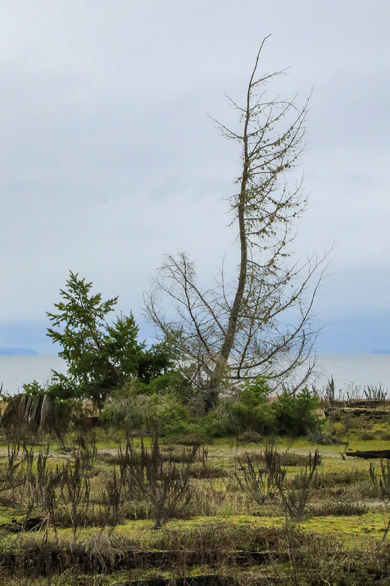 Trees II 