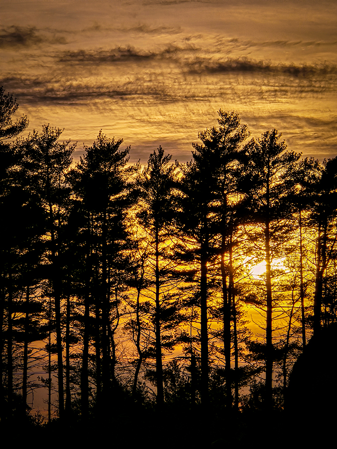 Scrub Pines at Sunset