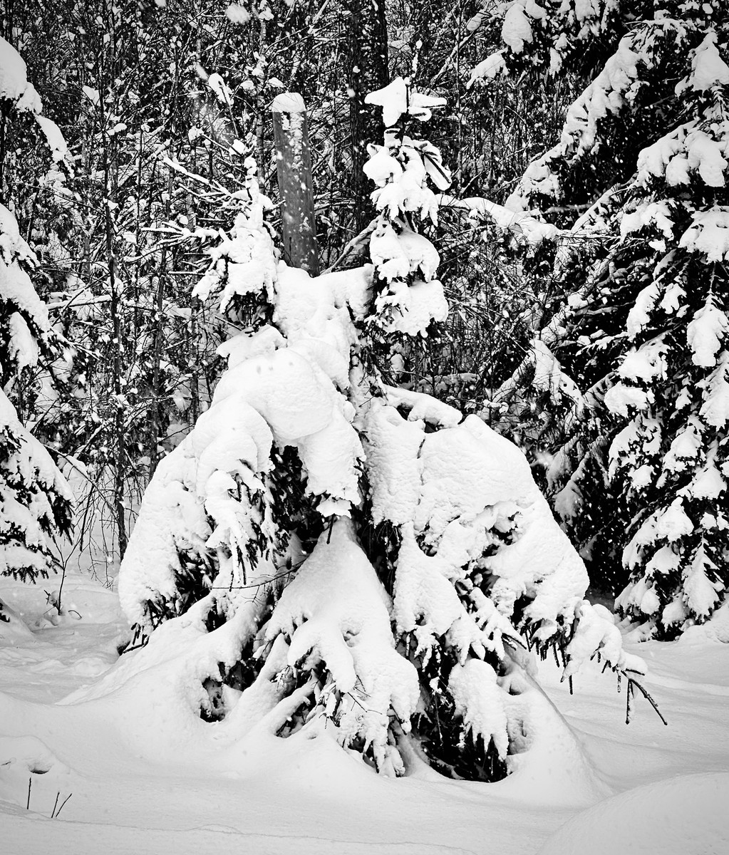Trees on Tree 
