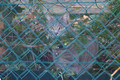 Curious as a cat