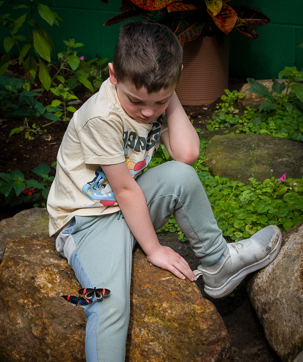 Butterfly Visit
