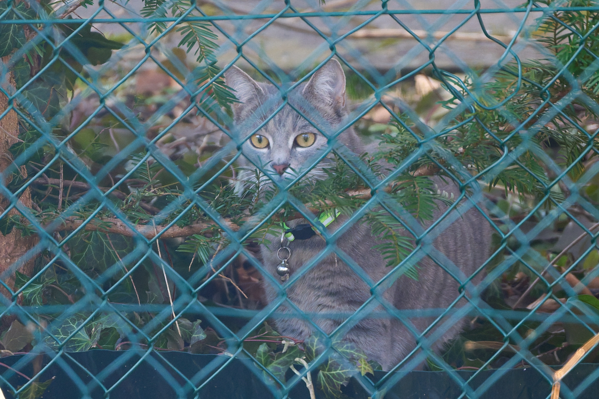 Curious as a cat