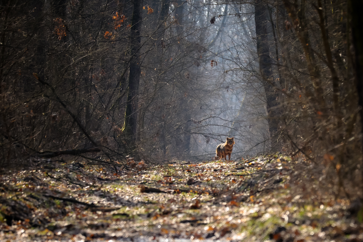 a curios encounter