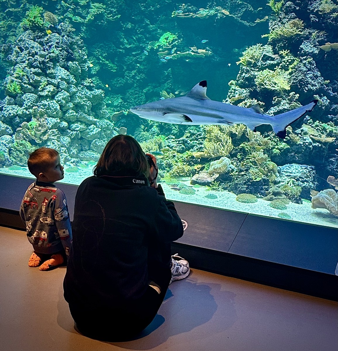 curious about shark