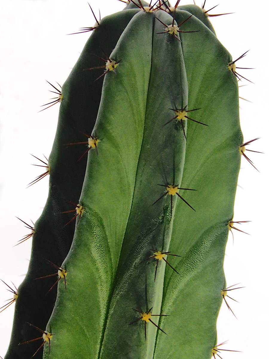 Thorny Pattern