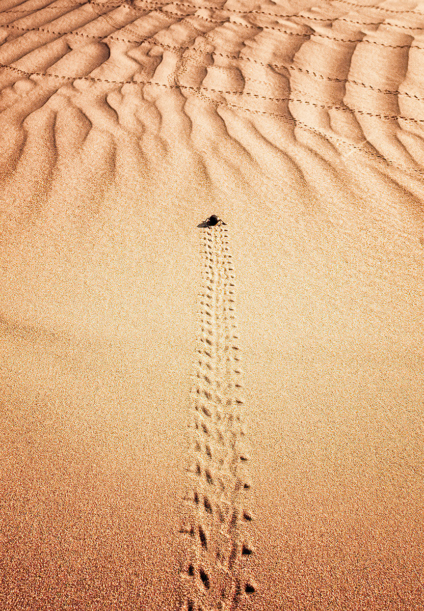 The Long Walk:
