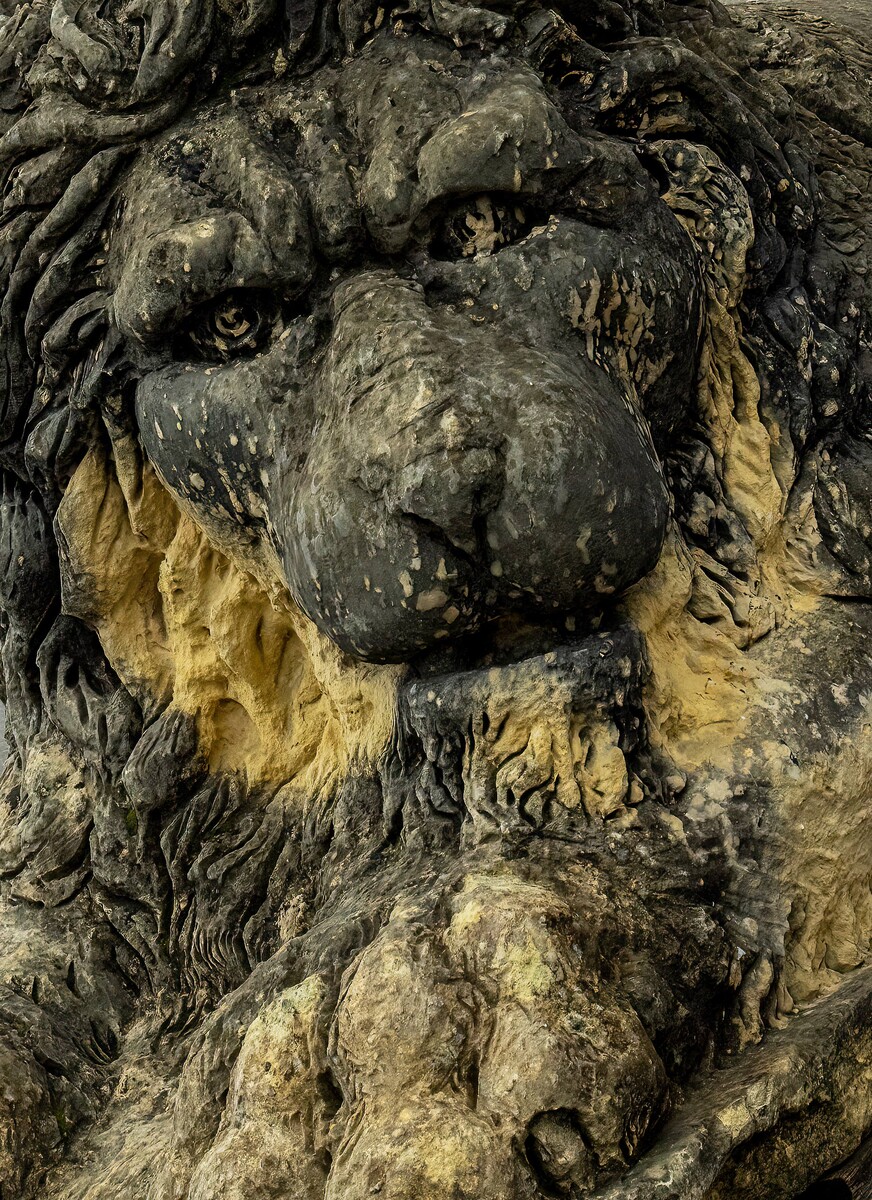 The Protector