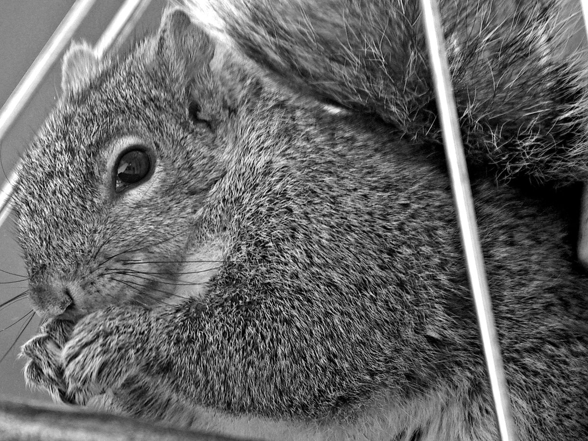 Squirrel