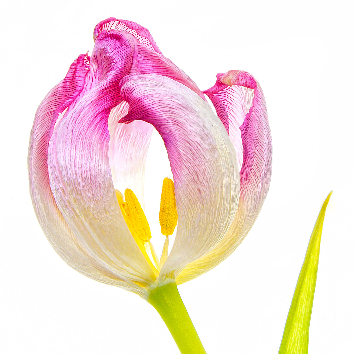 Tulip Curves