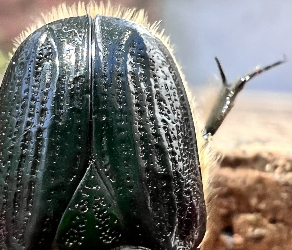Shy scarab
