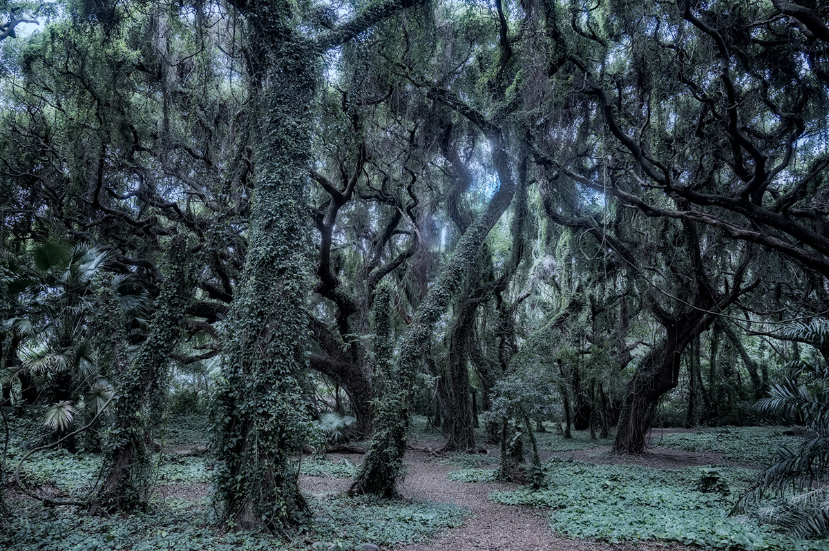Enchanted forest