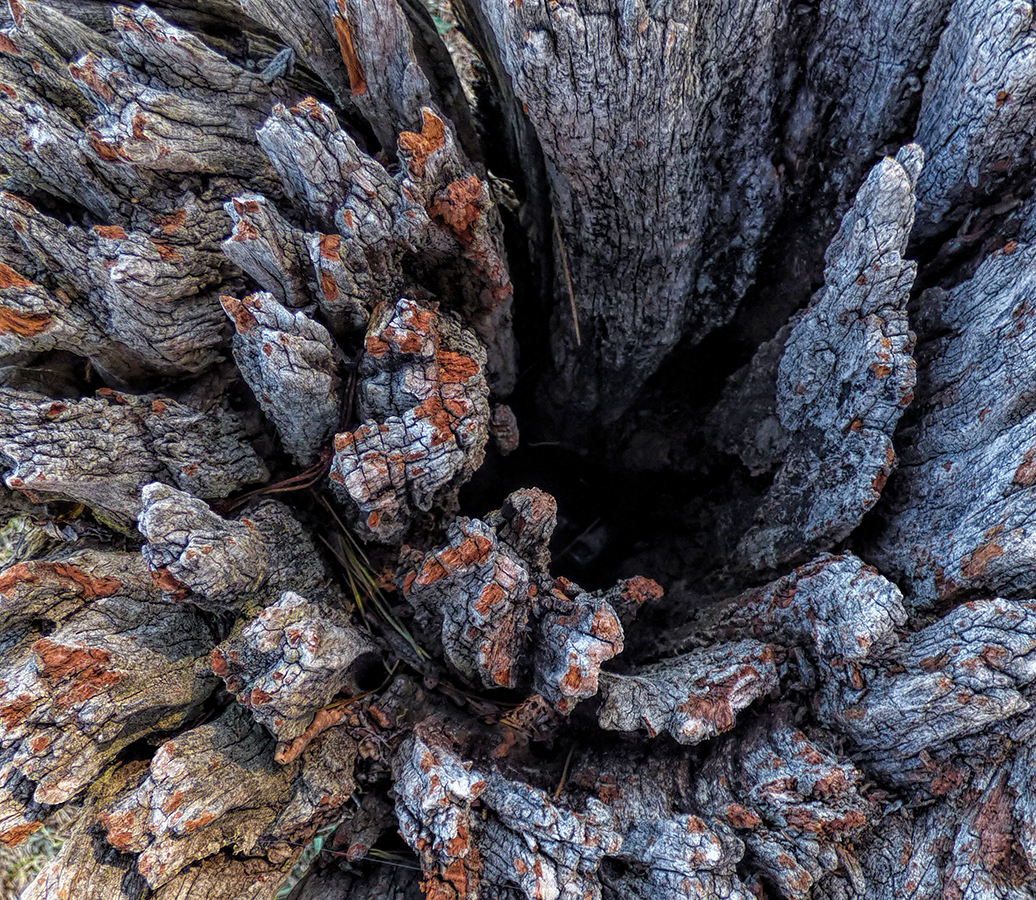 Top of an Old Gate Post