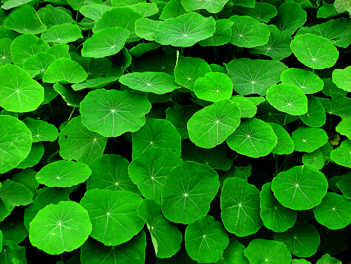 Nasturtiums