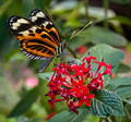 Monarch on Egyptian Starcluster
