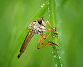The Robberfly - apex predator of the insect world