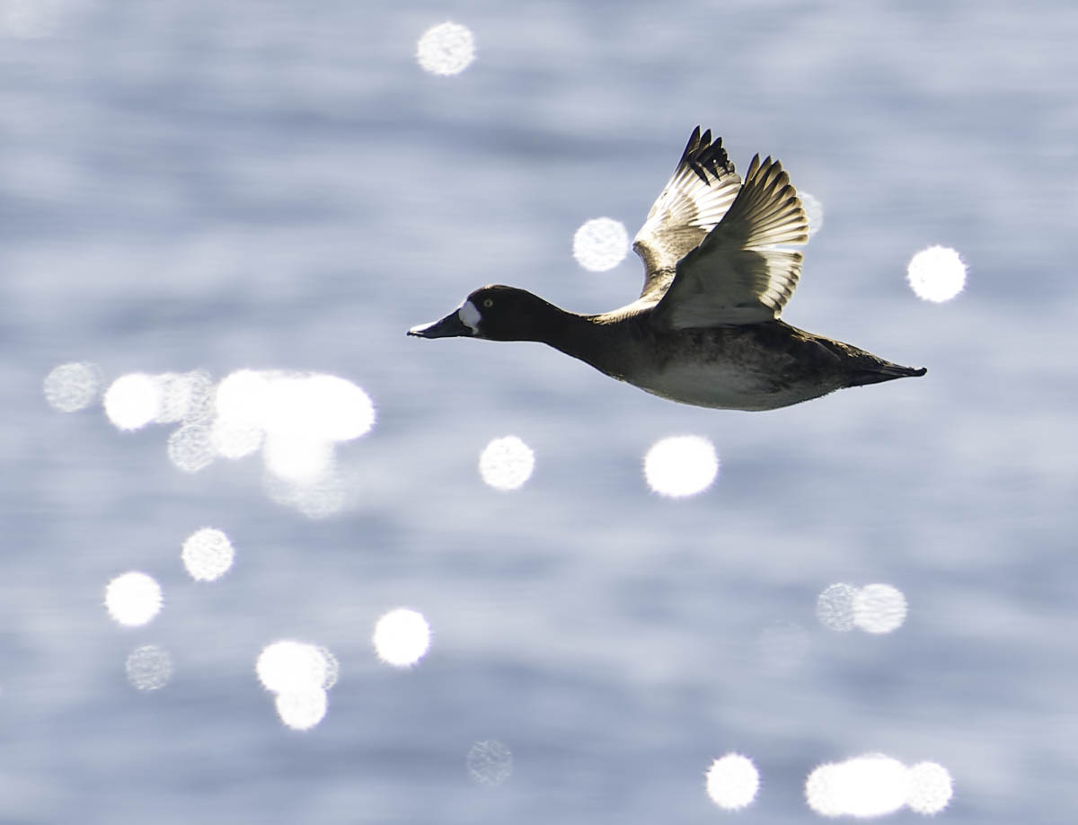Flying Through Starlight
