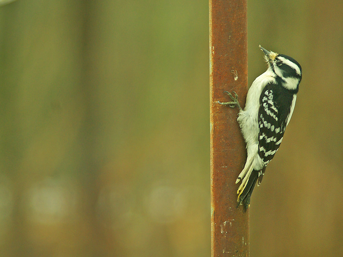 Woodpecker