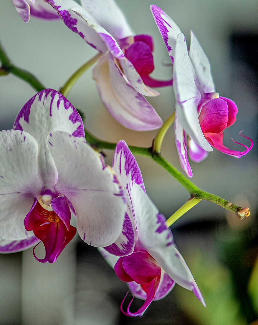 orchids