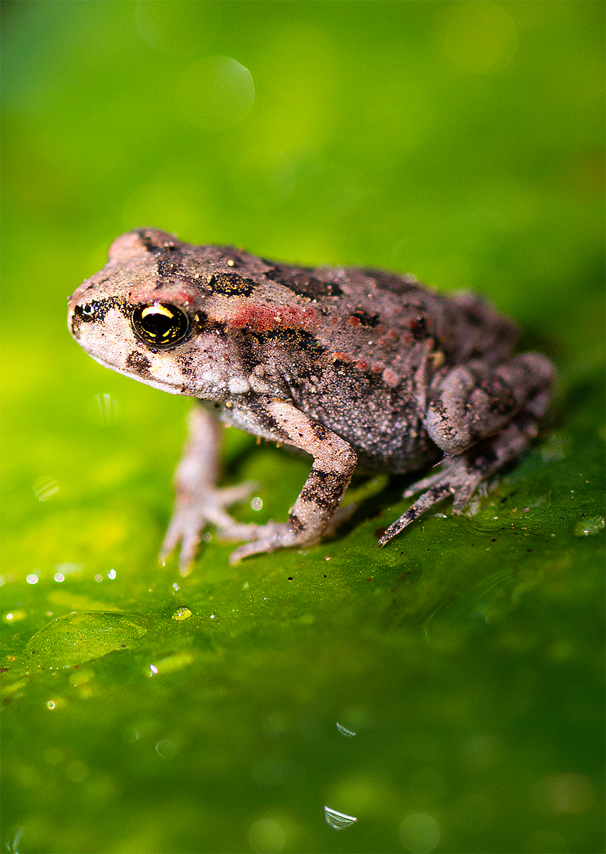 Tiny Toad