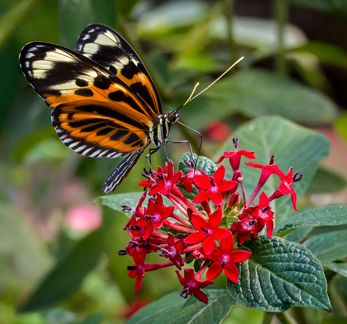 Monarch on Egyptian Starcluster