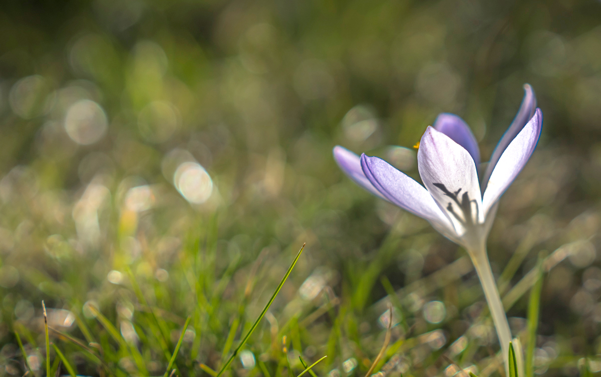 focus on crocus