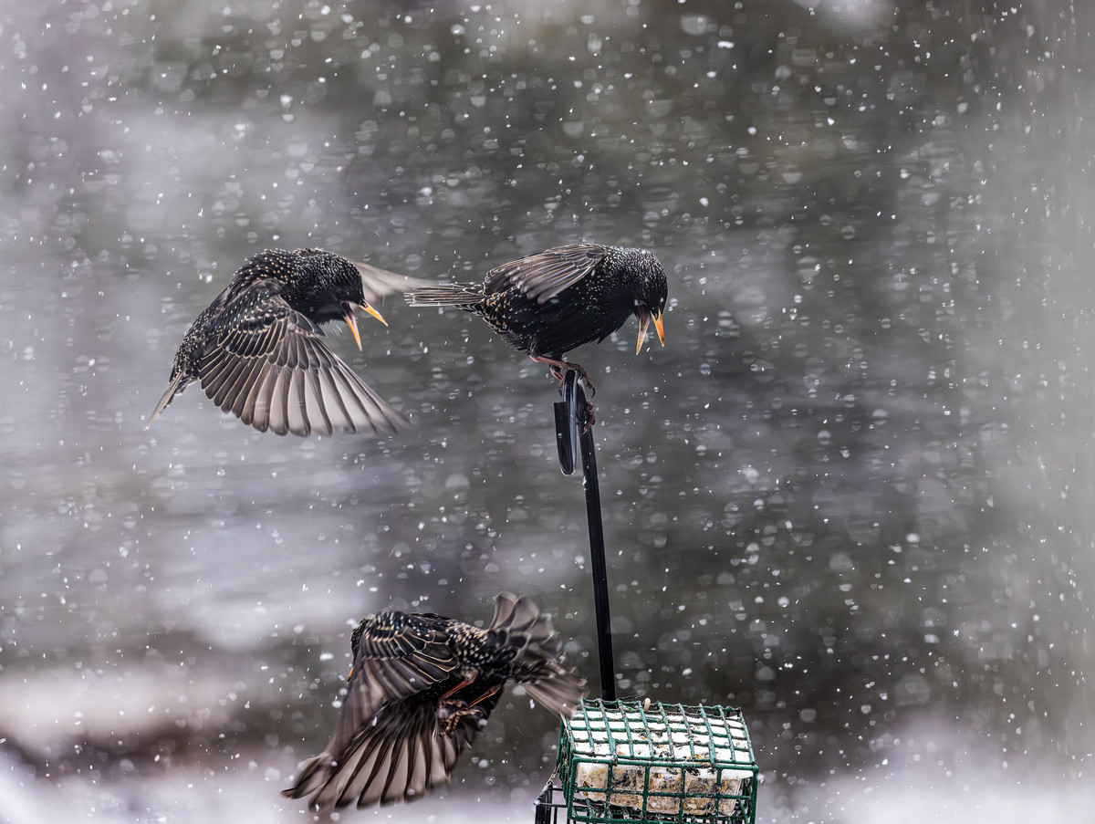 Frenzy