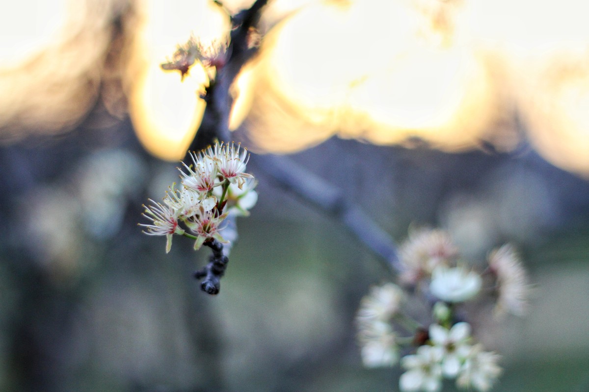 Suddenly Spring Sunset